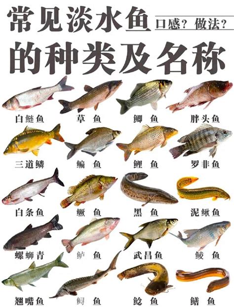 蓮塘口岸 大型淡水魚 種類